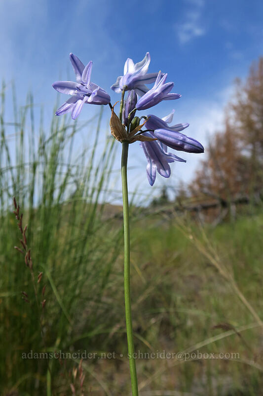 cluster-lily (Triteleia grandiflora) [Blue Basin Trail, John Day Fossil Beds National Monument, Grant County, Oregon]