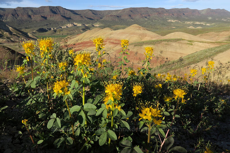 golden bee plant (Peritoma platycarpa (Cleome platycarpa) (Cleomella platycarpa)) [Painted Hills Overlook Trail, John Day Fossil Beds National Monument, Wheeler County, Oregon]