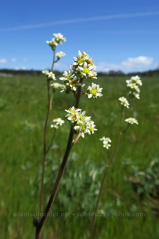 Oregon saxifrage (Micranthes oregana (Saxifraga oregana)) [Kingston Prairie Preserve, Linn County, Oregon]