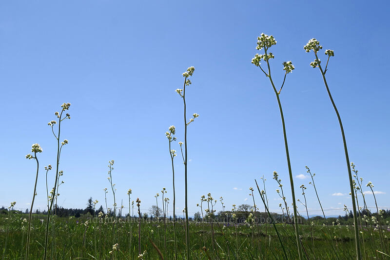 Oregon saxifrage (Micranthes oregana (Saxifraga oregana)) [Kingston Prairie Preserve, Linn County, Oregon]