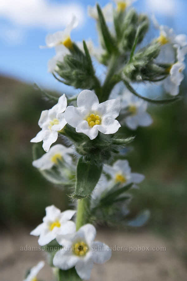 cryptantha/oreocarya (Oreocarya sp.) [U.S. Highway 6, Carbon County, Utah]