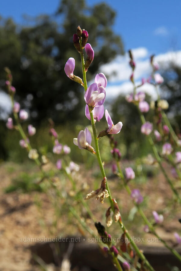 Diehl's flexible milk-vetch (Astragalus flexuosus var. diehlii) [Horse Canyon Rest Area, Emery County, Utah]