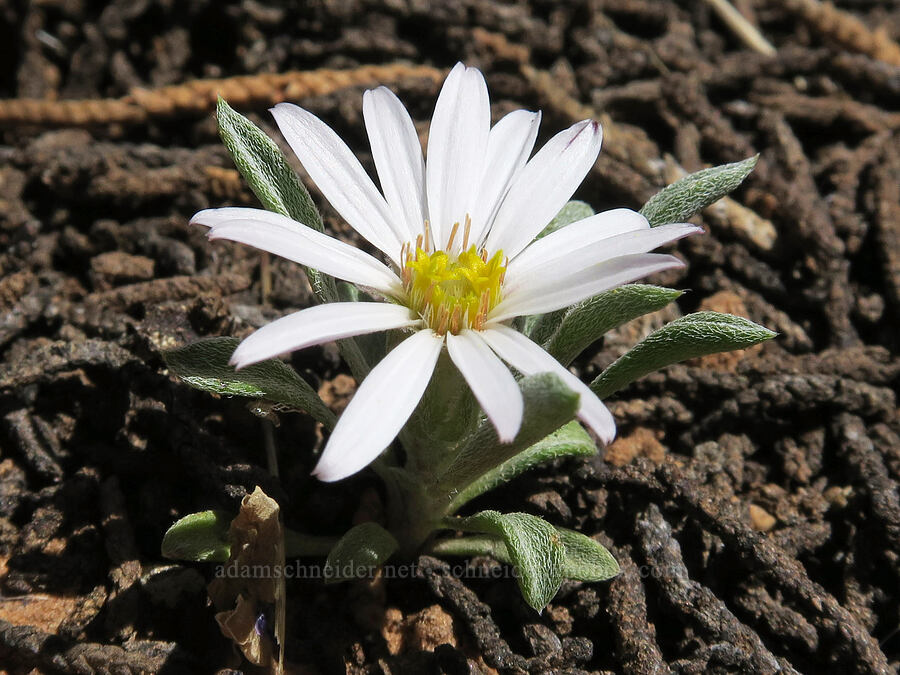 annual Townsend daisy (Townsendia annua) [Negro Bill Canyon, Grand County, Utah]
