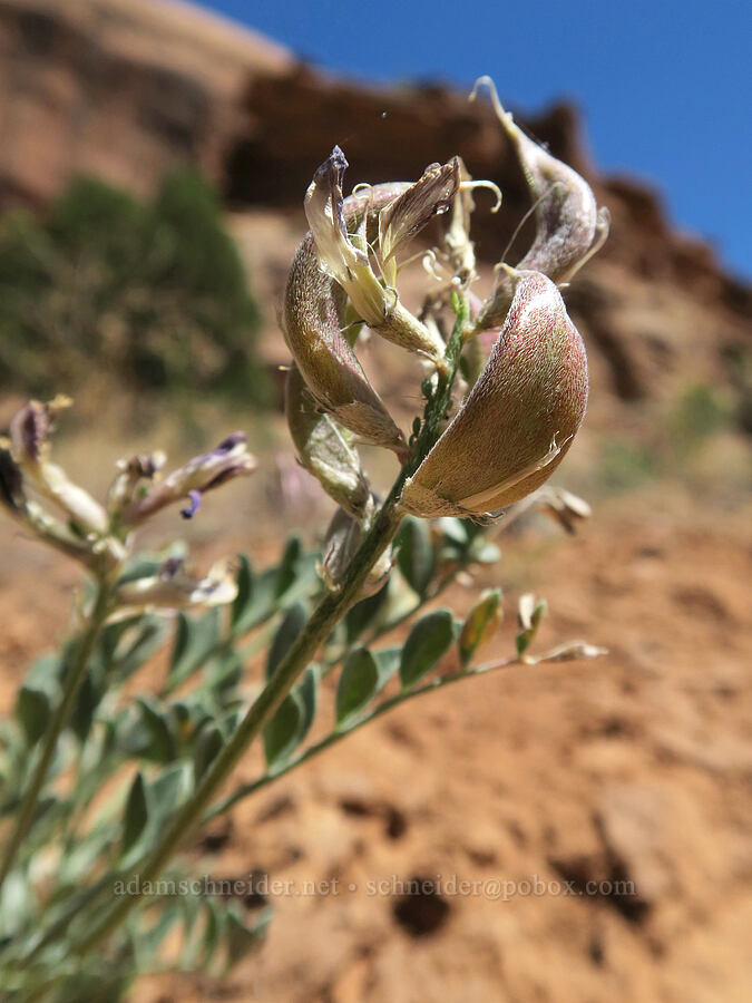 crescent milk-vetch seed-pods (Astragalus amphioxys) [Negro Bill Canyon, Grand County, Utah]