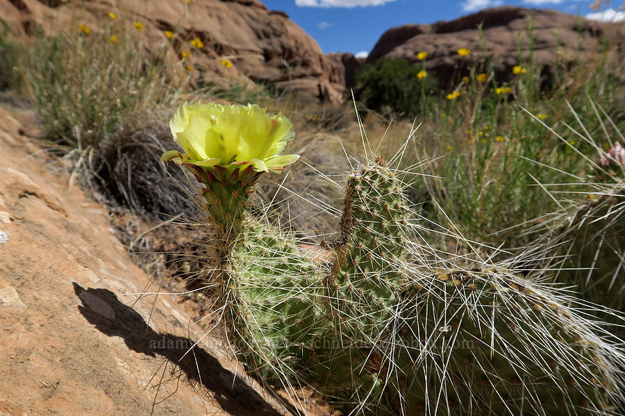plains prickly-pear cactus (Opuntia polyacantha) [Negro Bill Canyon, Grand County, Utah]