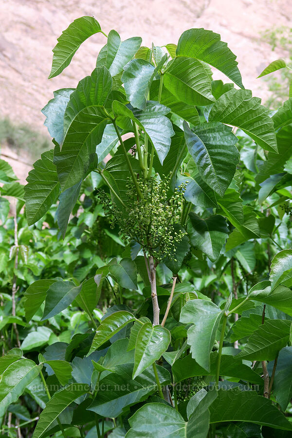 western poison-ivy (Toxicodendron rydbergii (Rhus rydbergii)) [Negro Bill Canyon, Grand County, Utah]