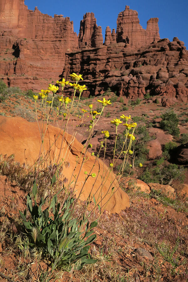 basin daisies (Platyschkuhria integrifolia) [Fisher Towers Trailhead, Grand County, Utah]
