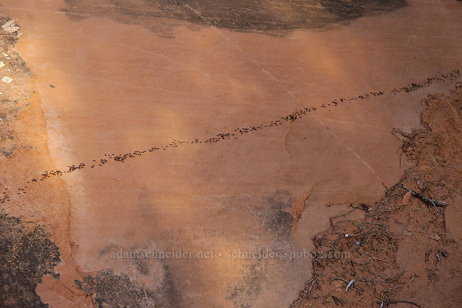 ant highway [Looking Glass Rock, San Juan County, Utah]
