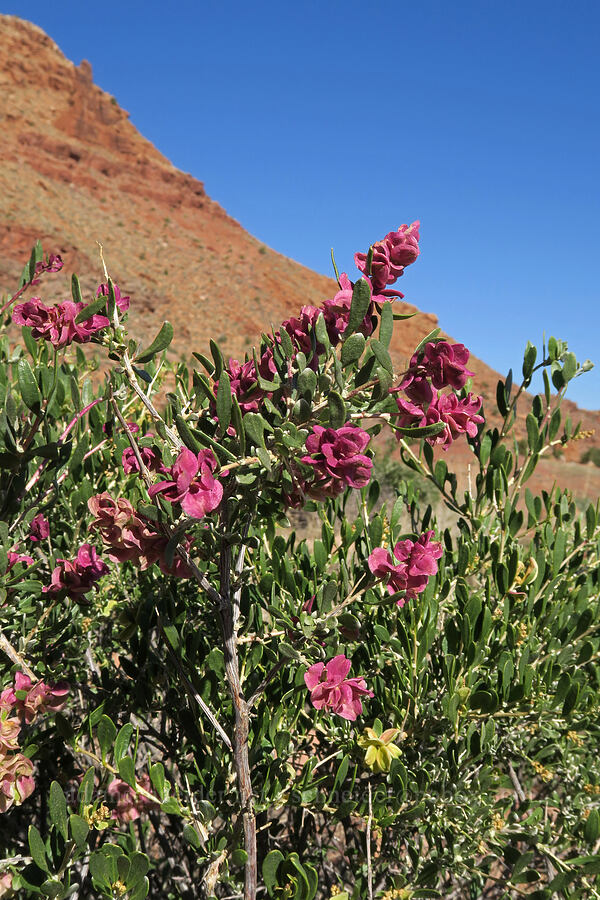 spiny hop-sage (Grayia spinosa (Atriplex spinosa)) [Hidden Valley Trail, Moab, Grand County, Utah]