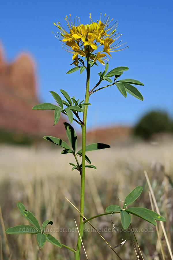 yellow bee plant (Peritoma lutea (Cleome lutea) (Cleomella lutea)) [Hidden Valley Trail, Moab, Grand County, Utah]