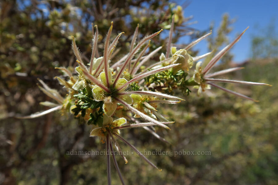 cliff rose with feathery seeds (Purshia stansburyana (Purshia stansburiana)) [Corona Arch Trail, Moab, Grand County, Utah]