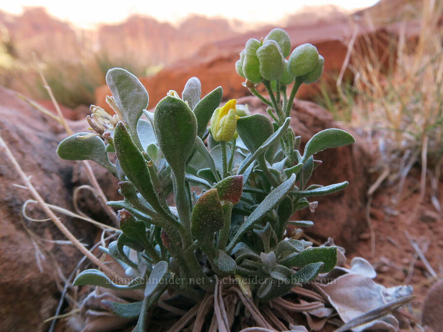 double bladder-pod (Physaria acutifolia) [Corona Arch Trail, Moab, Grand County, Utah]