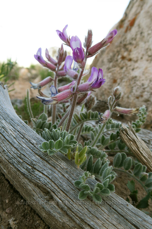 woolly locoweed (Astragalus mollissimus) [Horse Canyon Road, Emery County, Utah]