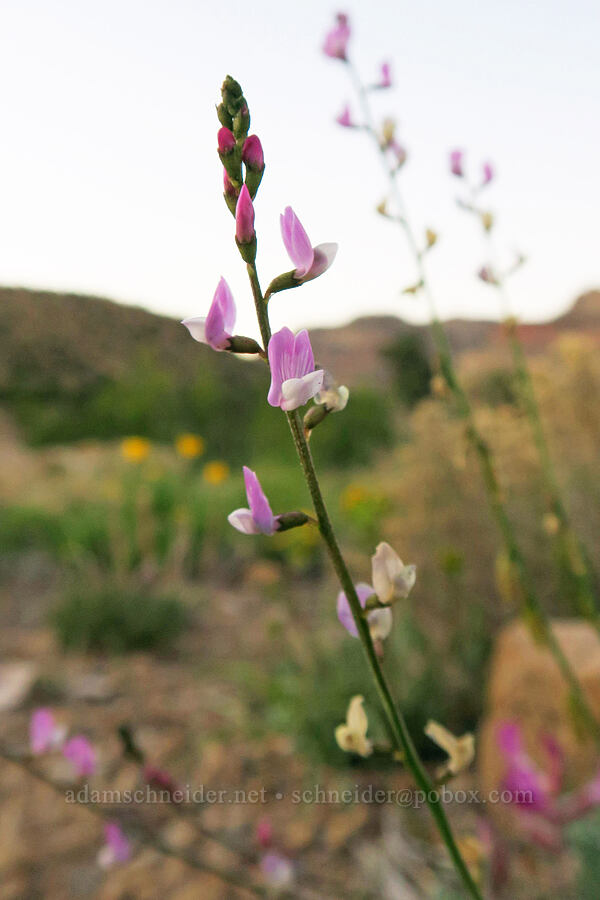 Diehl's flexible milk-vetch (Astragalus flexuosus var. diehlii) [Horse Canyon Road, Emery County, Utah]