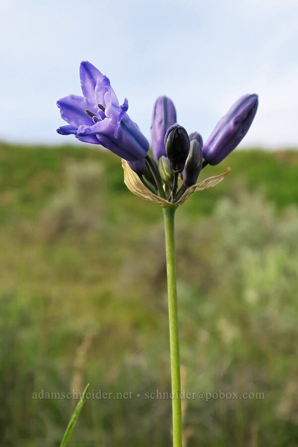 blue cluster-lily (Triteleia grandiflora) [Lookout Mountain Road, Baker County, Oregon]