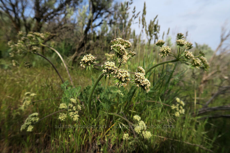 big-seed biscuitroot (Lomatium macrocarpum) [Lookout Mountain Road, Baker County, Oregon]