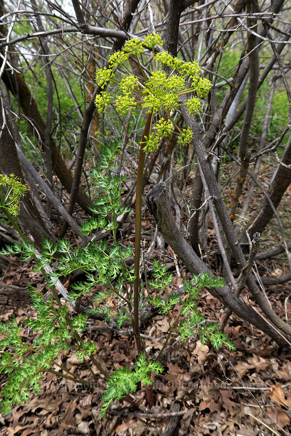 fern-leaf desert parsley (Lomatium sp.) [Rock Canyon Trail, Provo, Utah County, Utah]