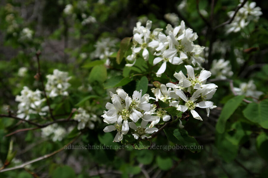 serviceberry flowers (Amelanchier sp.) [Rock Canyon Trail, Provo, Utah County, Utah]