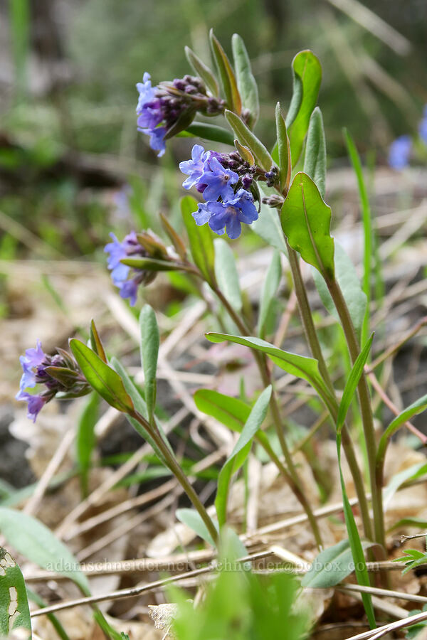 short-style bluebells (Mertensia brevistyla) [Rock Canyon Trail, Provo, Utah County, Utah]