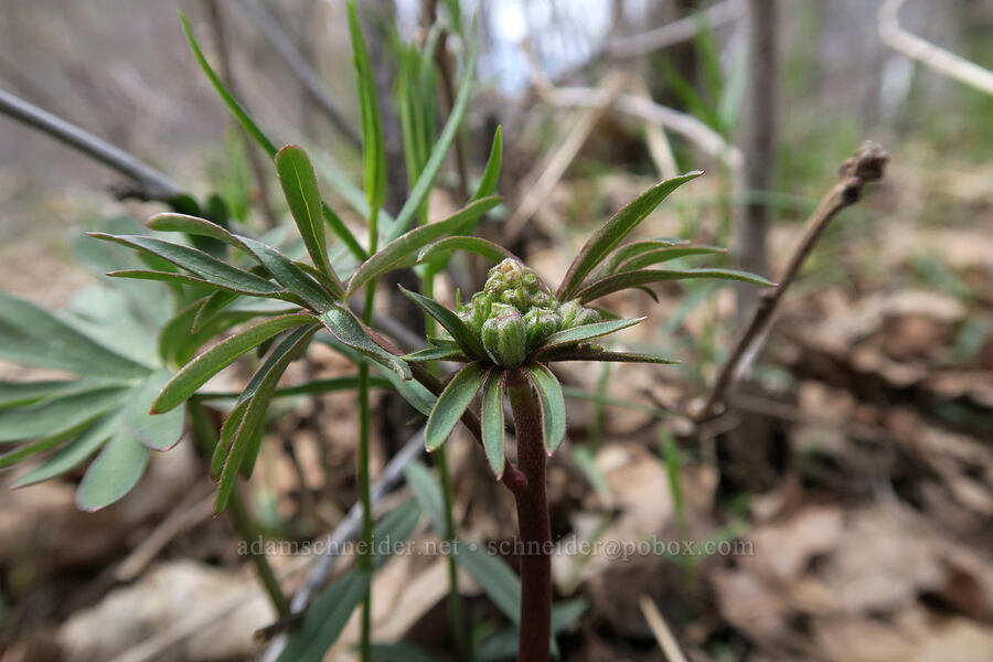 larkspur, budding (Delphinium sp.) [Rock Canyon Trail, Provo, Utah County, Utah]