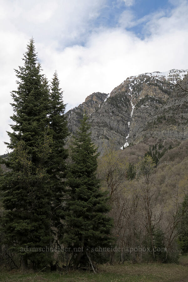 conifers & Cascade Mountain [Rock Canyon Trail, Provo, Utah County, Utah]