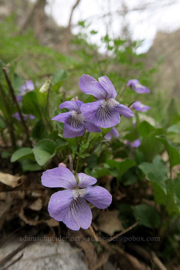 early blue violet (Viola adunca) [Rock Canyon Trail, Provo, Utah County, Utah]