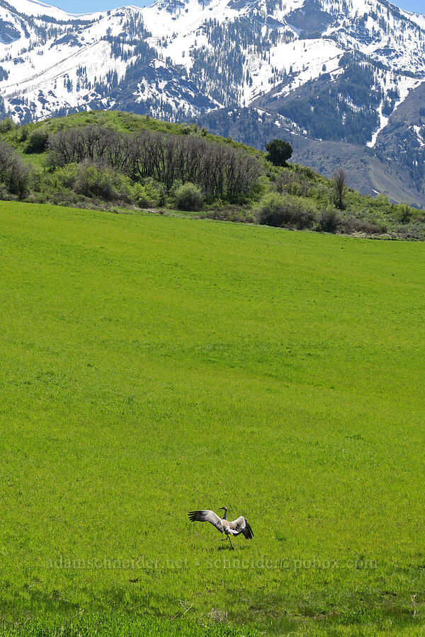 sandhill crane (Grus canadensis) [SR-167, Uinta-Wasatch-Cache National Forest, Morgan County, Utah]