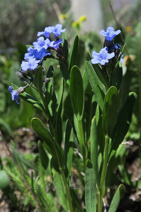short-style bluebells (Mertensia brevistyla) [SR-167, Uinta-Wasatch-Cache National Forest, Weber County, Utah]
