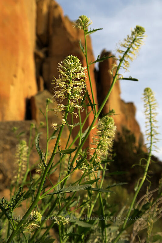 thelypody (Thelypodium laciniatum) [Asterisk Pass Trail, Smith Rock State Park, Deschutes County, Oregon]