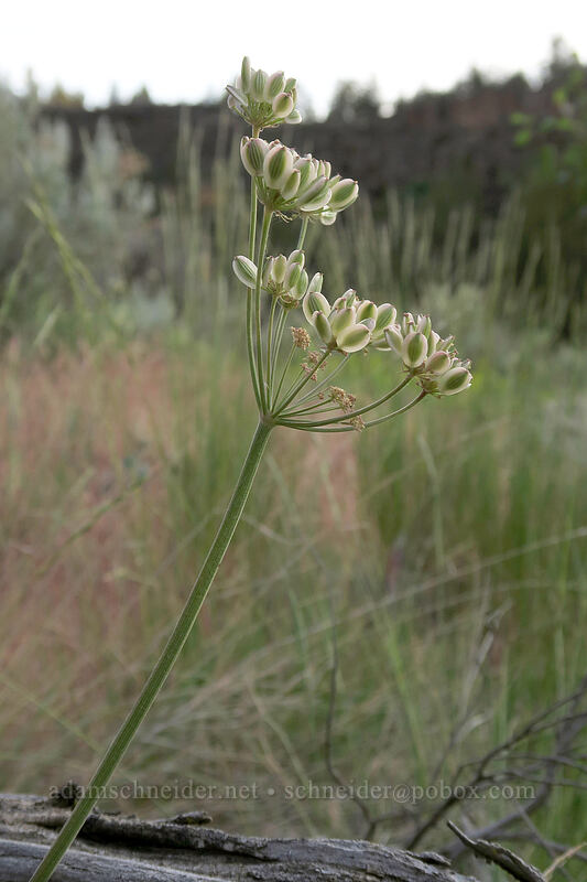 nine-leaf desert parsley seeds (Lomatium triternatum) [River Trail, Smith Rock State Park, Deschutes County, Oregon]