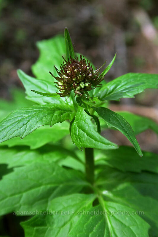 SItka valerian, budding (Valeriana sitchensis) [Independent Mine Trail, Ochoco National Forest, Crook County, Oregon]