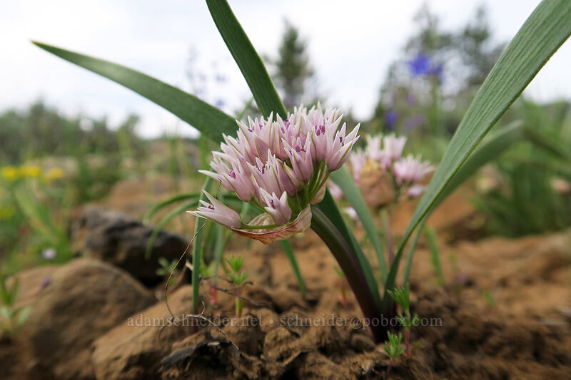 Tolmie's onion (Allium tolmiei) [Independent Mine Trail, Ochoco National Forest, Crook County, Oregon]