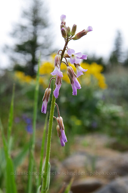 hairy-stem rock-cress (Boechera pauciflora) [Independent Mine Trail, Ochoco National Forest, Crook County, Oregon]