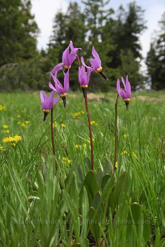 shooting stars (Dodecatheon sp.) [Independent Mine Trail, Ochoco National Forest, Crook County, Oregon]
