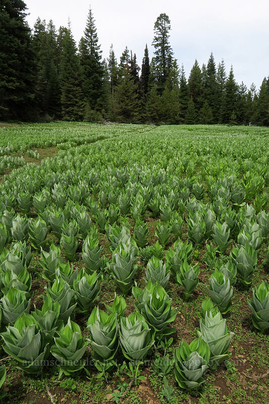 California corn lilies (Veratrum californicum) [Independent Mine Trail, Ochoco National Forest, Crook County, Oregon]