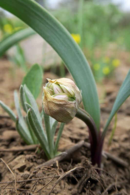 Tolmie's onion, budding (Allium tolmiei) [Line Butte Tie Trail, Ochoco National Forest, Crook County, Oregon]