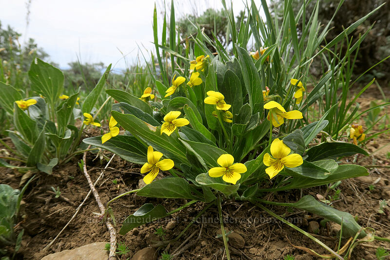 upland yellow violets (Viola praemorsa ssp. linguifolia (Viola nuttallii var. major)) [Line Butte Tie Trail, Ochoco National Forest, Oregon]