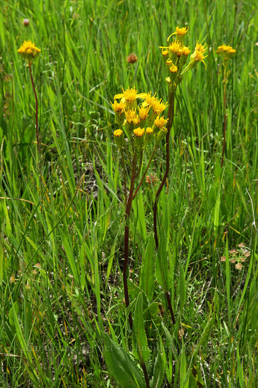 water groundsel (alkali marsh butterweed) (Senecio hydrophilus) [Forest Road 42, Big Summit Prairie, Crook County, Oregon]