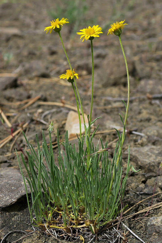 desert yellow daisy (Erigeron linearis) [Forest Road 30, Big Summit Prairie, Crook County, Oregon]