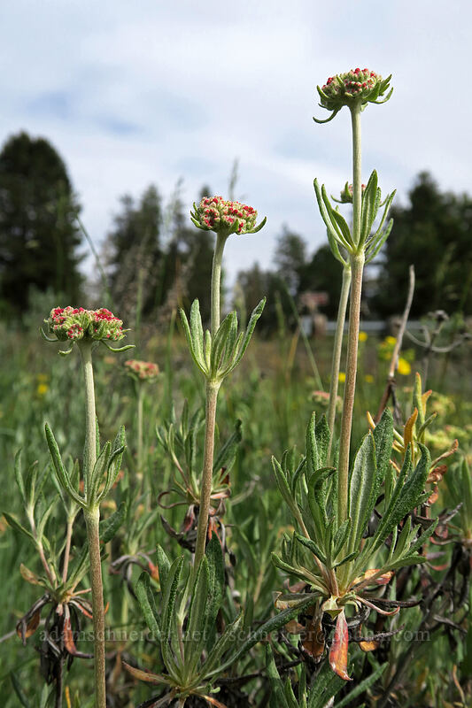 parsnip-flower buckwheat (Eriogonum heracleoides) [Forest Road 30, Big Summit Prairie, Crook County, Oregon]