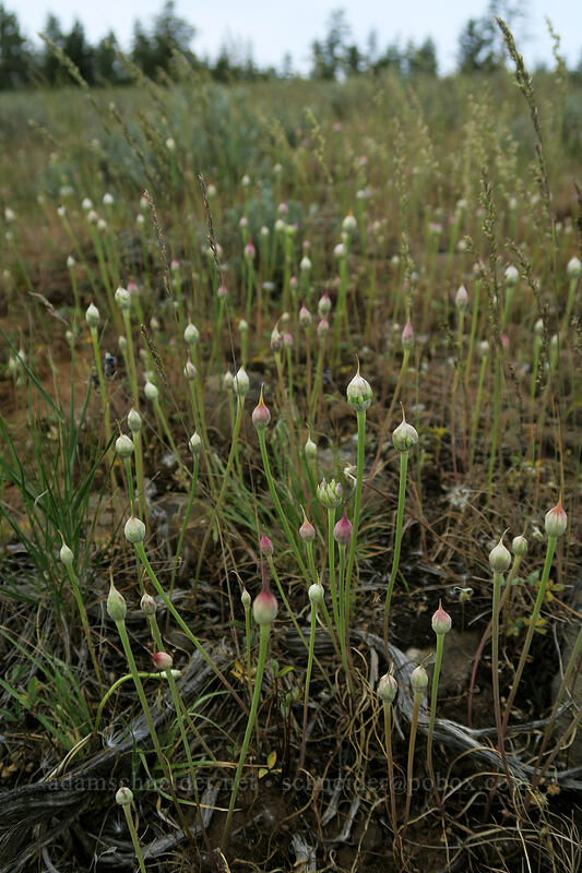 Geyer's onion, budding (Allium geyeri) [Forest Road 3010, Big Summit Prairie, Crook County, Oregon]