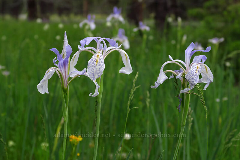 western blue flag iris (Iris missouriensis) [Forest Road 4210, Big Summit Prairie, Crook County, Oregon]