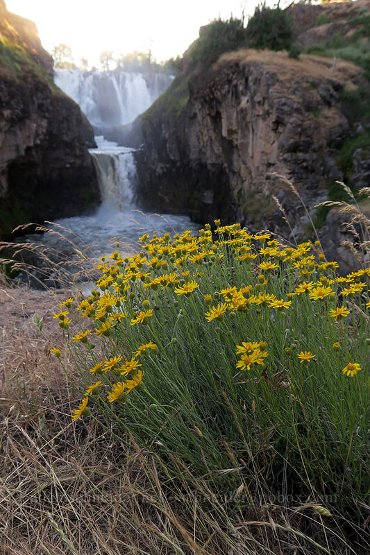 desert yellow daisy (Erigeron linearis) [White River Falls State Park, Wasco County, Oregon]