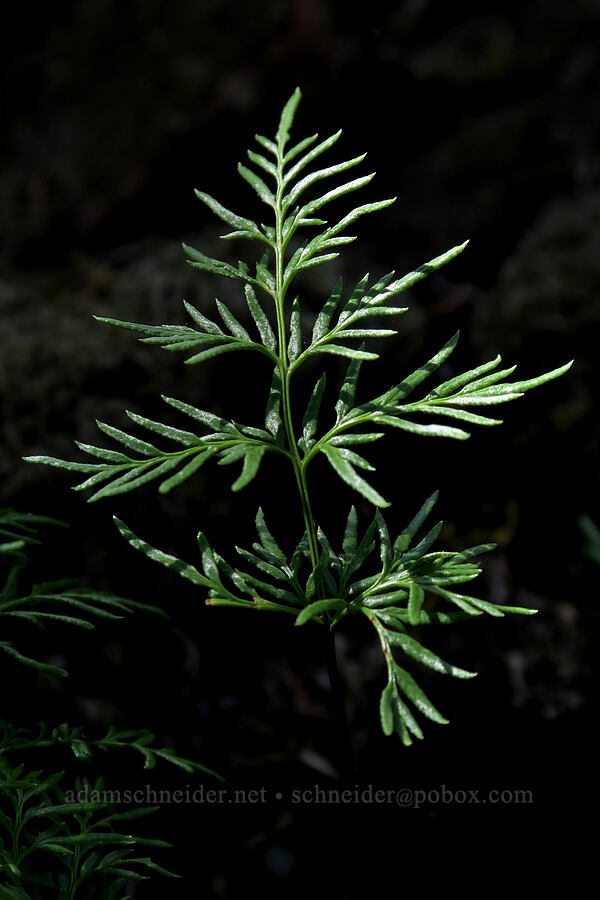 Oregon cliff-brake fern (Aspidotis densa) [Augspurger Trail, Gifford Pinchot National Forest, Skamania County, Washington]