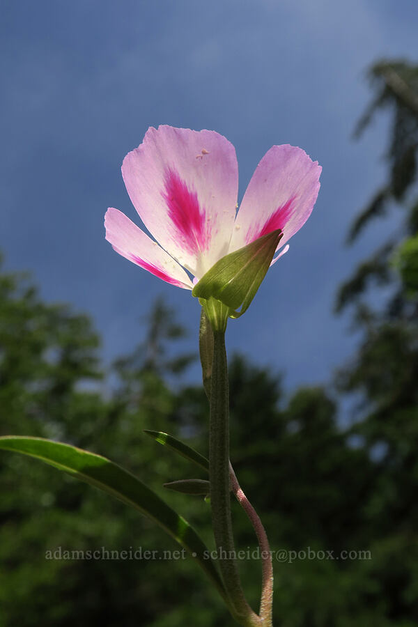 Lindley's clarkia (farewell-to-spring) (Clarkia amoena ssp. lindleyi) [Augspurger Trail, Gifford Pinchot National Forest, Skamania County, Washington]