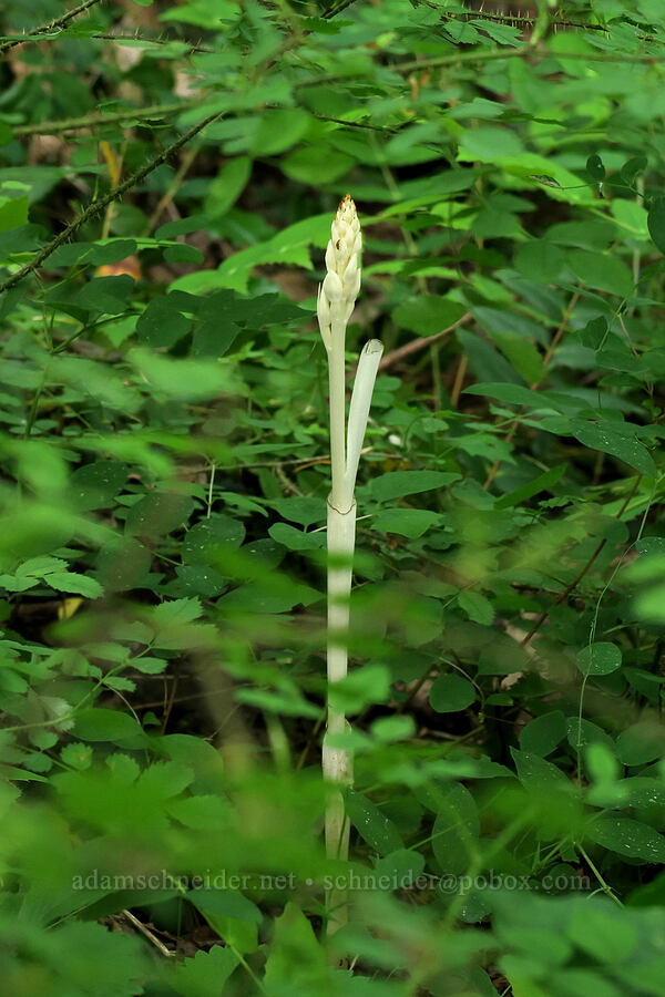 phantom orchid (Cephalanthera austiniae (Eburophyton austiniae)) [Dog Mountain Trail, Gifford Pinchot National Forest, Skamania County, Washington]