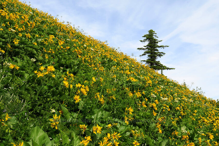 balsamroot (Balsamorhiza sp.) [Dog Mountain Trail, Gifford Pinchot National Forest, Skamania County, Washington]