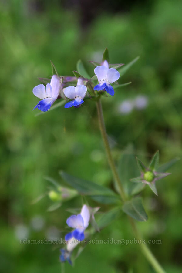 small-flowered blue-eyed-mary (Collinsia parviflora) [Dog Mountain Trail, Gifford Pinchot National Forest, Skamania County, Washington]
