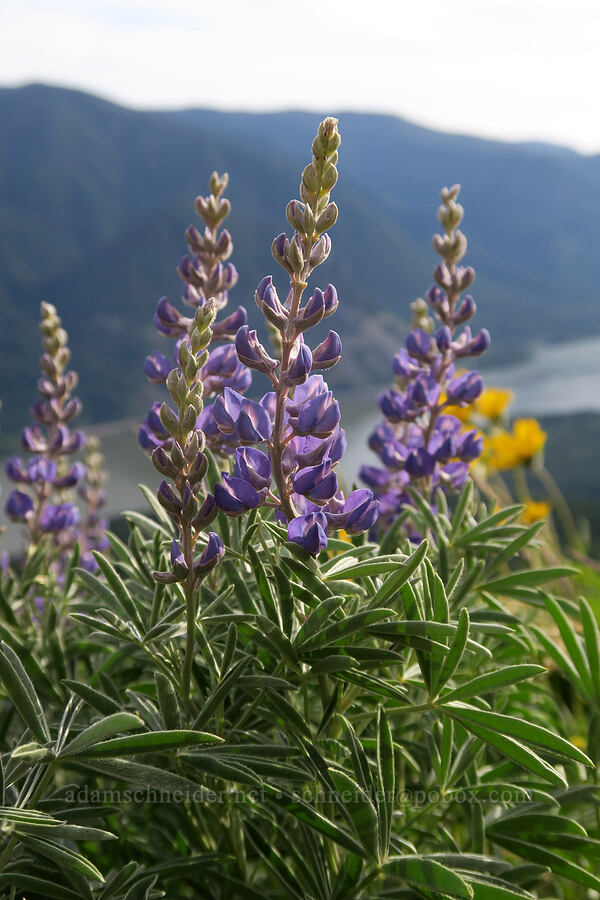 spurred lupines (Lupinus arbustus) [Dog Mountain Trail, Gifford Pinchot National Forest, Skamania County, Washington]