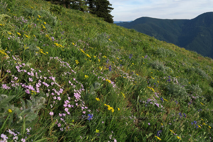 summit wildflowers (Phlox diffusa, Lomatium triternatum, Delphinium nuttallianum, Hieracium scouleri) [Dog Mountain summit, Gifford Pinchot National Forest, Skamania County, Washington]